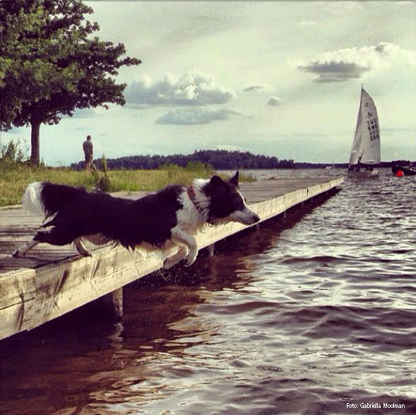 En hund är på väg att hoppa i vattnet från en brygga. 