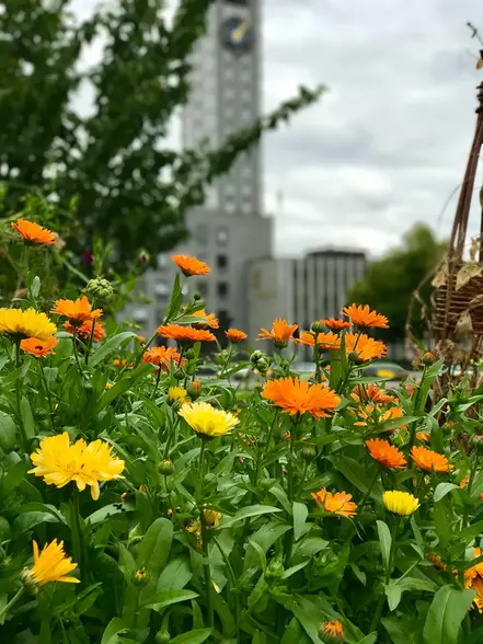 Blommor i gult och orange med stadshuset i bakgrunden. 